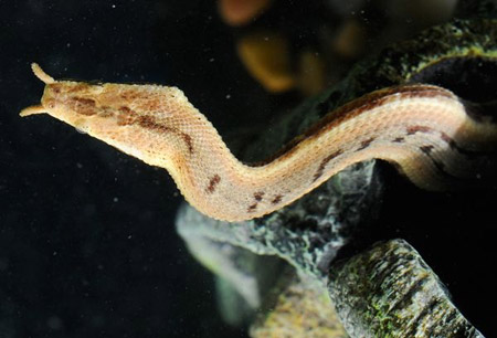 Tại[-]Việt[-]Nam,[-]rắn[-]râu[-]xuất[-]hiện[-]tại[-]các[-]vùng[-]nước[-]ở[-]nhiều[-]địa[-]phương[-]miền[-]Nam.